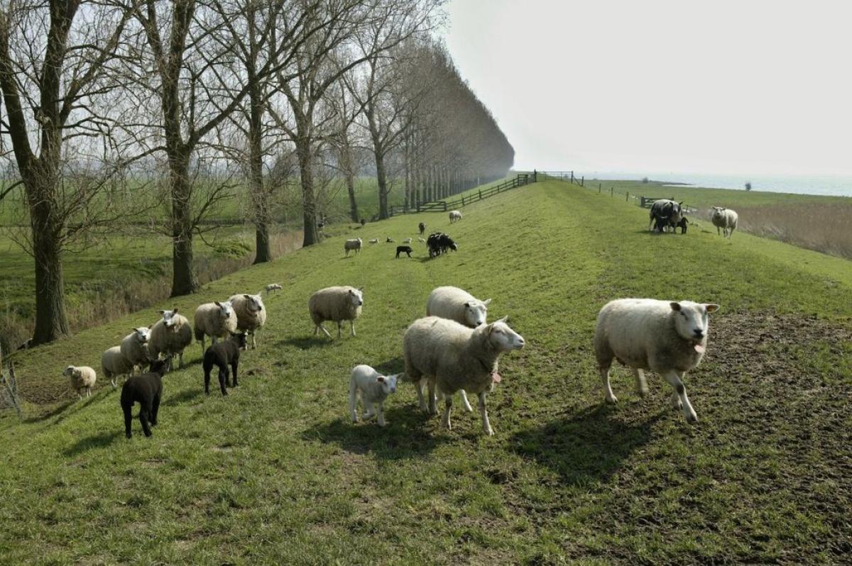 Px overzicht van schapen op de dijk bij numansdorp het hollands diep op de achtergrond numansdorp  rce