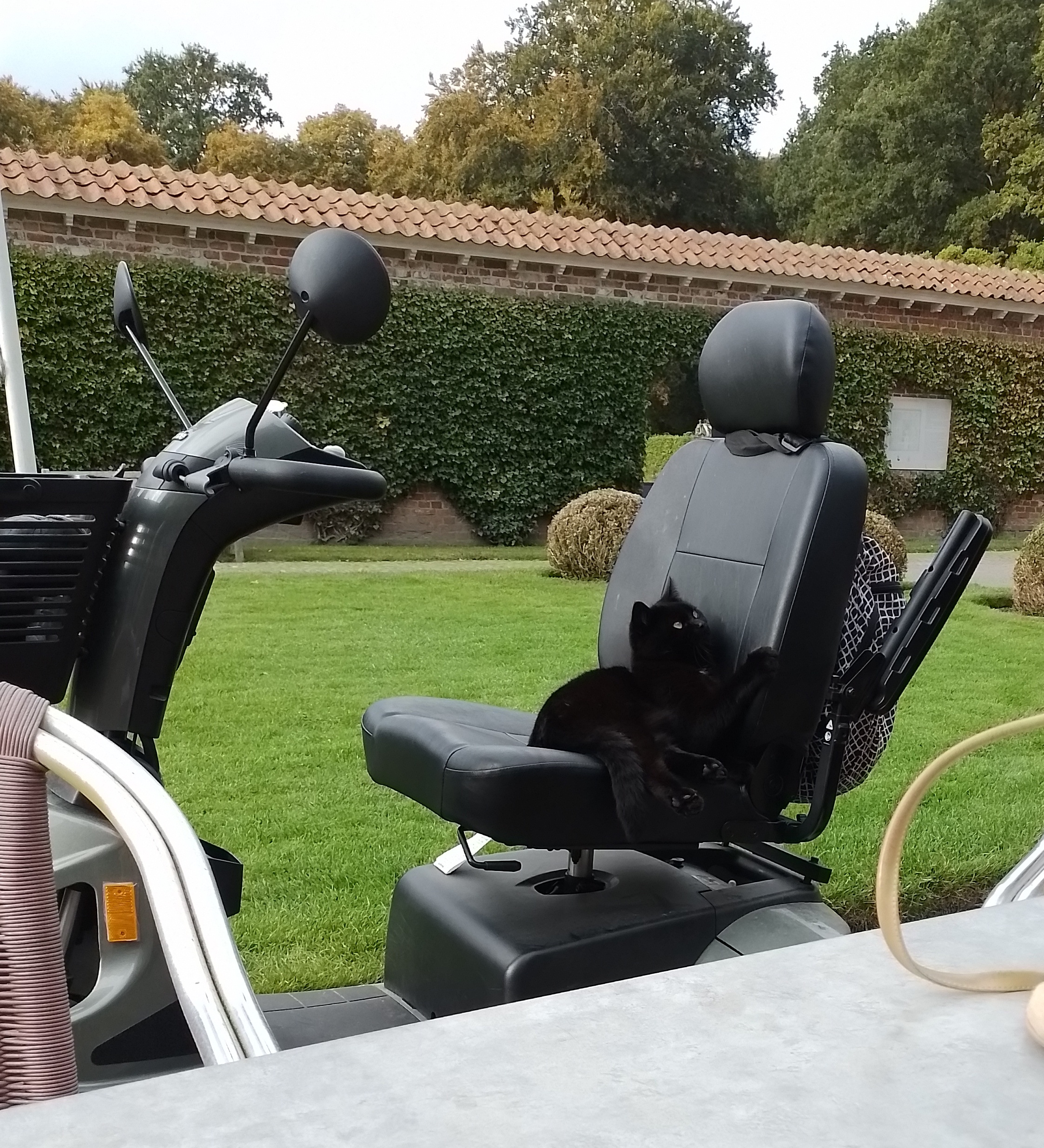 Kat op scootmobiel